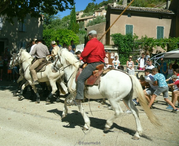 L'Abrivado à Entrechaux (août 2017)