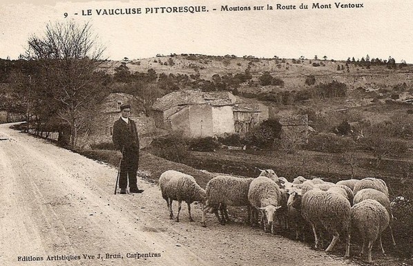 Moutons sur la route du Mont-Ventoux