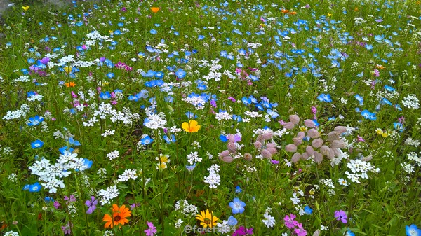 Fleurs champêtre