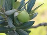 Olives vertes de Provençe .