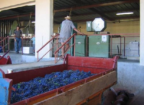 VENDANGES A CAIRANNE