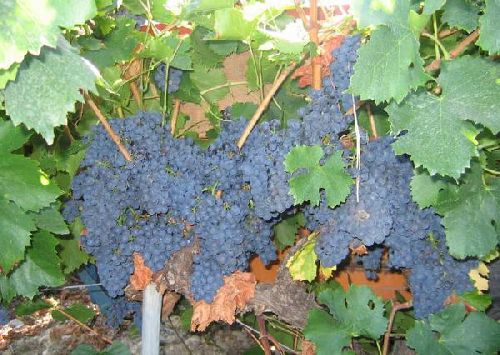 VENDANGES A CAIRANNE