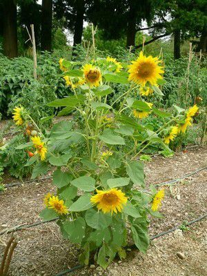 Magnifique tournesol dans le jardin d'agrément de Jean-Henri Fabre