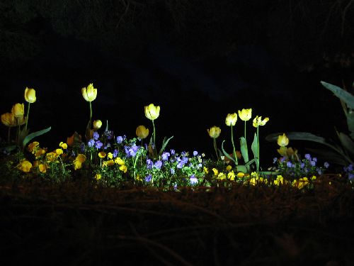 Tulipe by night