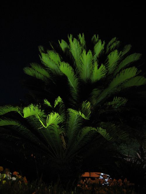 Palmier de mandelieu 