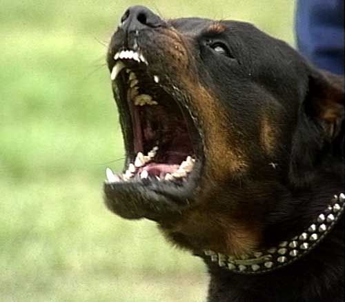 source: http://blog.choc.fr/index.php/2007/08/27/1801-des-chiens-hors-de-controle-trois-victimes-d-un-dangereux-rottweiler