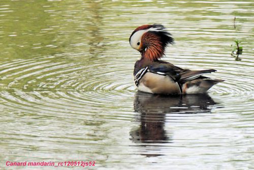 Canards mandarins