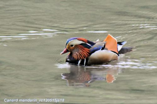 Canards mandarin