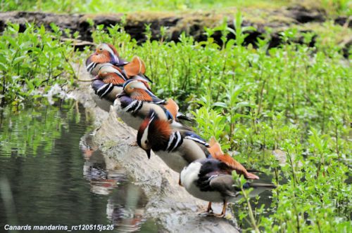 Canards mandarin