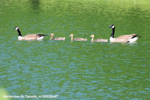 Famille de Bernaches du Canada