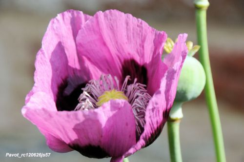 Pavot (papavéracée)