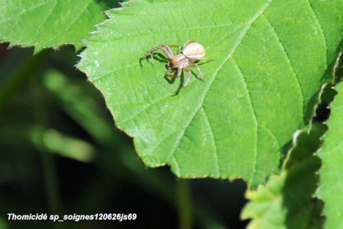 Araignée chasseresse (Thomicidé)