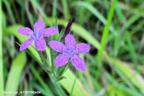 Oeillet sp   (Caryophylacée)