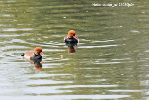 Nette rousse (Krooneend)