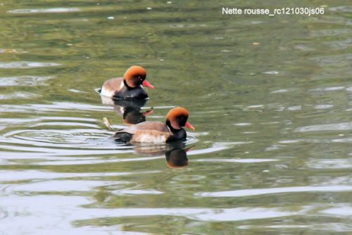 Nette rousse (Krooneend)