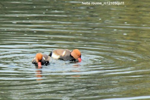 Nette rousse (Krooneend)