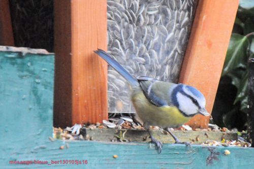 Mésange bleue   (Pimpelmees)