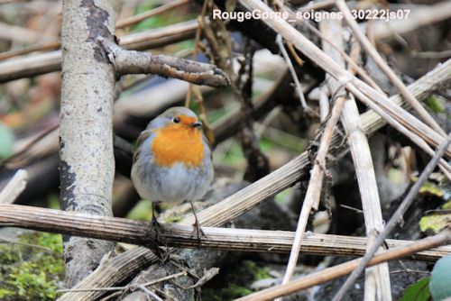 Rouge-Gorge familier