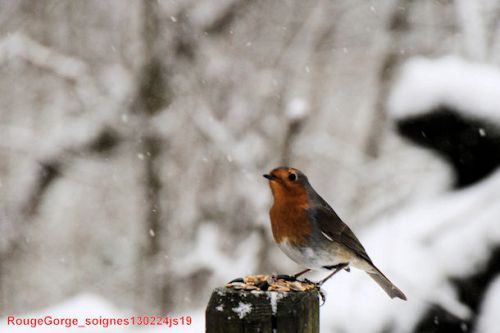 Rouge-gorge familier