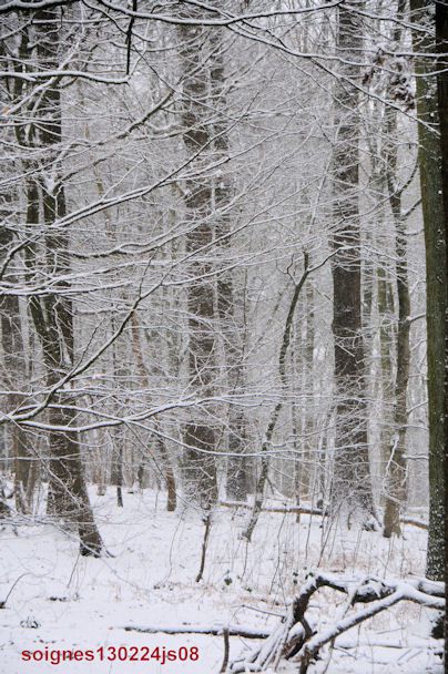 Forêt de Soignes sous la neige (24 février 13)