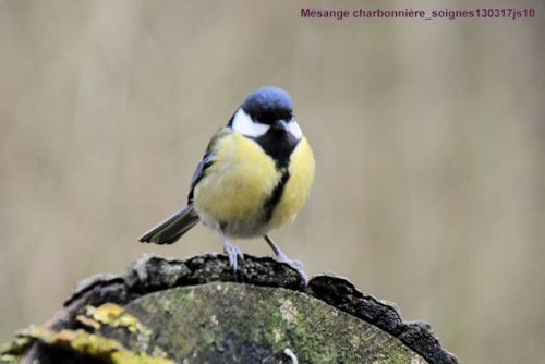 Mésange charbonnière (Koolmees)