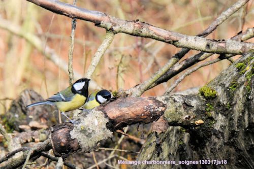 Mésange charbonnière (Koolmees)