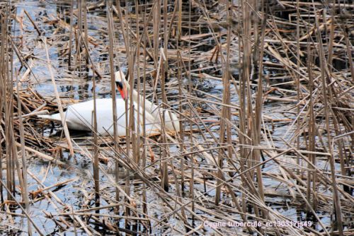 Cygne tuberculé préparant son nid