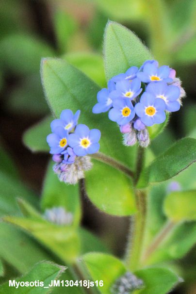 Myosotis