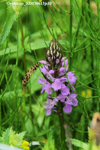 Orchis sp