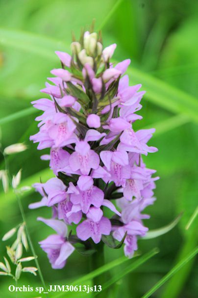 Orchis sp