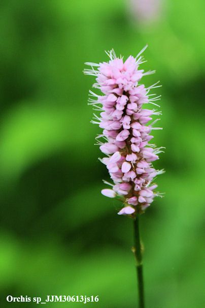 Orchis sp