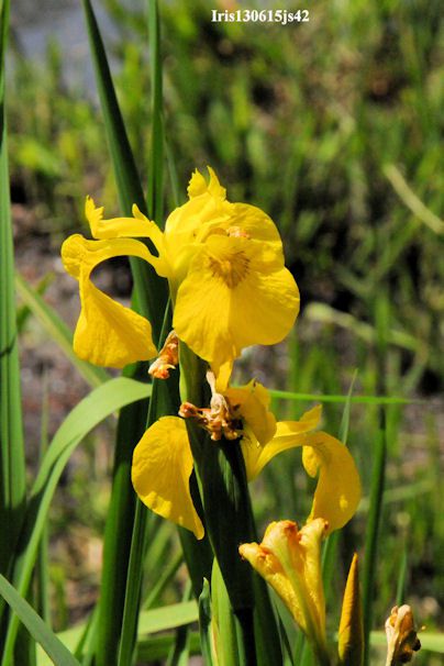 Iris faux-acore
