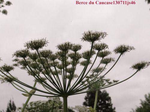 Berce du Caucase (fleur) (Danger)