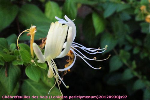 Chèvrefeuilles des bois (Lonicera periclymenum)
