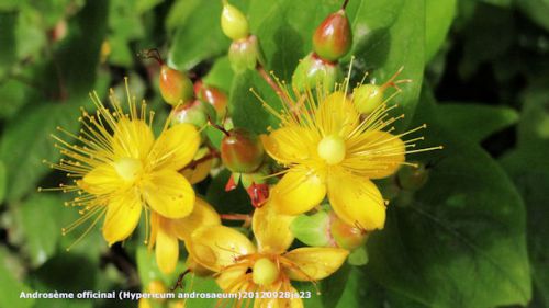 Androsème officinal (Hypericum androsaeum)