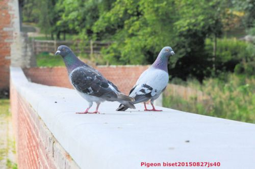 Pigeons bisets (Columba livia)