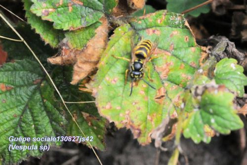 Guêpe commune (Vespa sp)