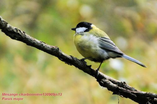 Mésante charbonnière (Parus major)