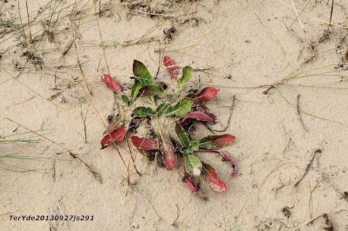 Plante des dunes