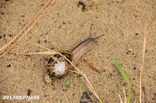 Escargot