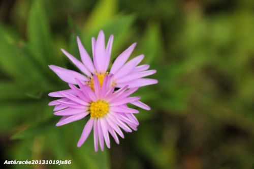 Astéracée cultivée