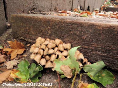 Champignons (Hypholomes en touffe ?)