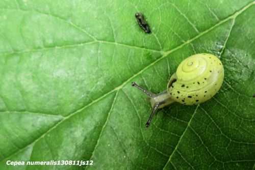 Escargot  (genre Cepea sp)