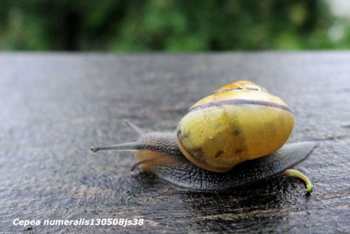 Escargot  (genre Cepea sp)