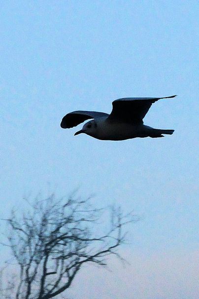 Mouette rieuse   (Chroïcophallus ridibubdus)