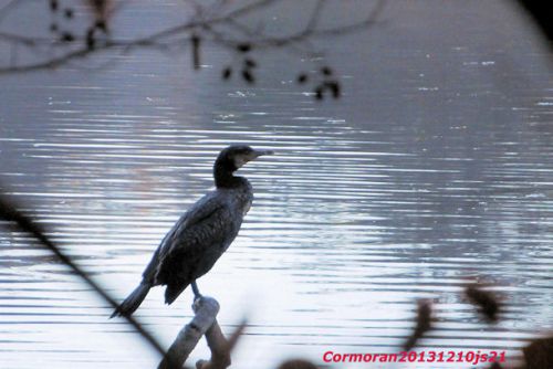 Grand cormoran     Phalocrocorax carbo