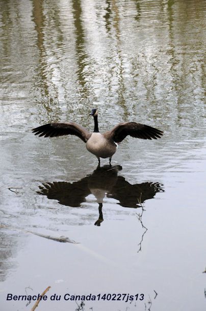 Bernache du Canada    (Brannta Canadensis)