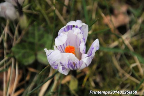 Crocus en fleurs