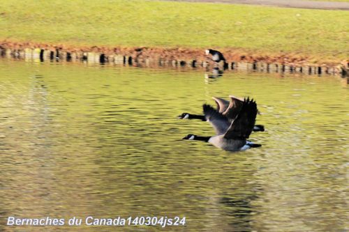 Bernaches du canada en vol (Branta Canadensis)