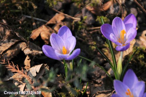 Crocus